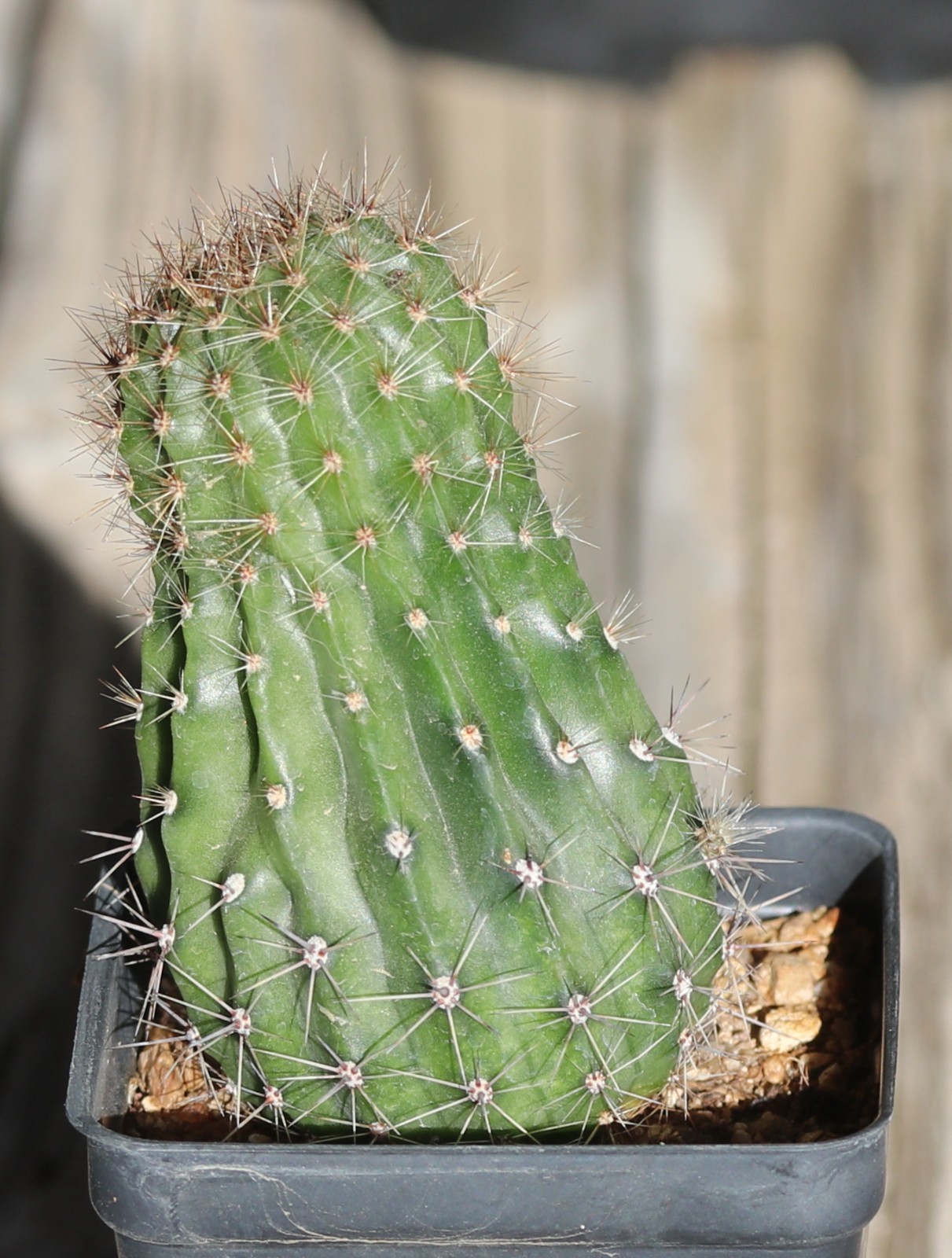 Echinopsis hybrid ‘Orange Glory’