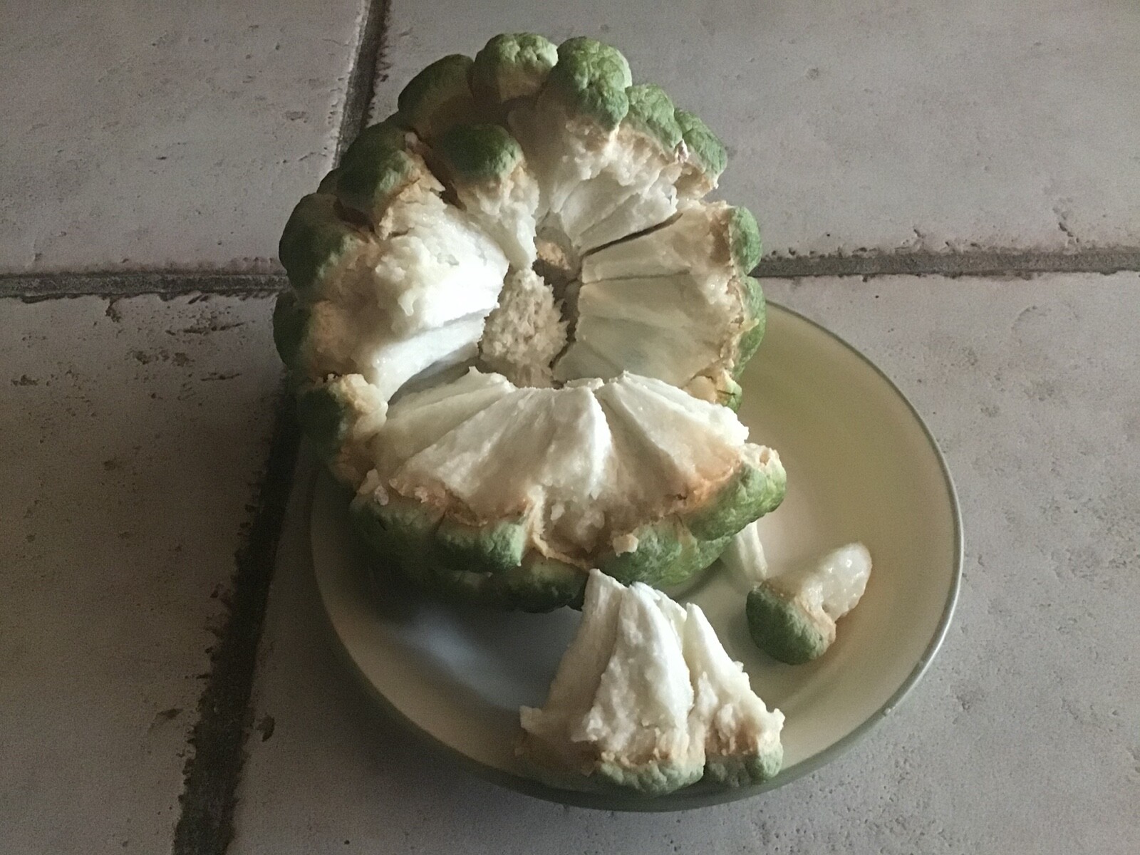 12 Seeds Organic Extra Large Sugar-Apple Custard-Apple Sweetsop Annona squamosa