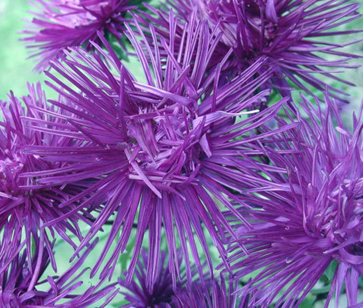 ASTER NEEDLE UNICUM VIOLET Callistephus Chinensis – 200 Bulk Seeds