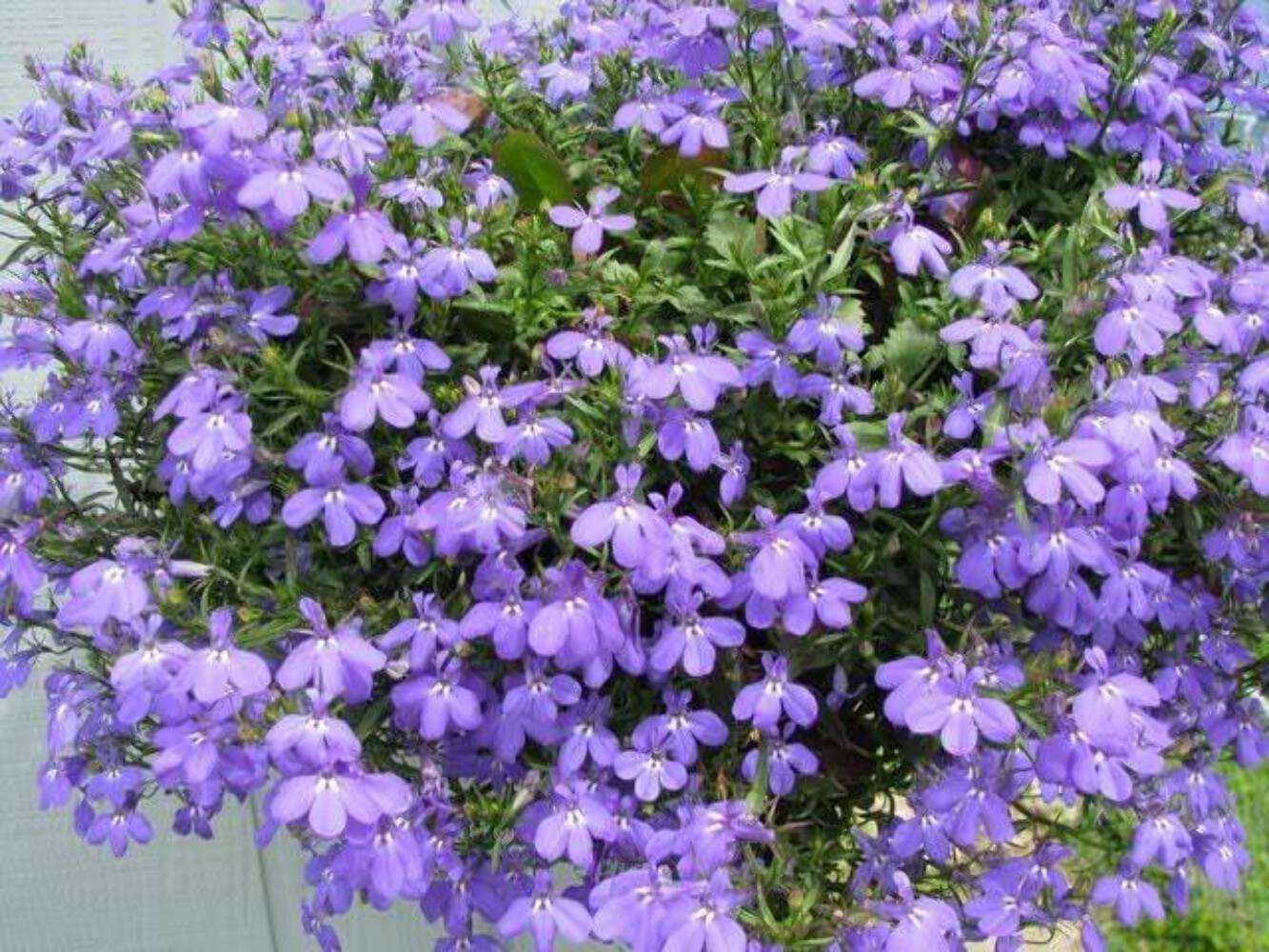 200 LILAC Purple LOBELIA REGATTA Lobelia Erinus Flower Seeds