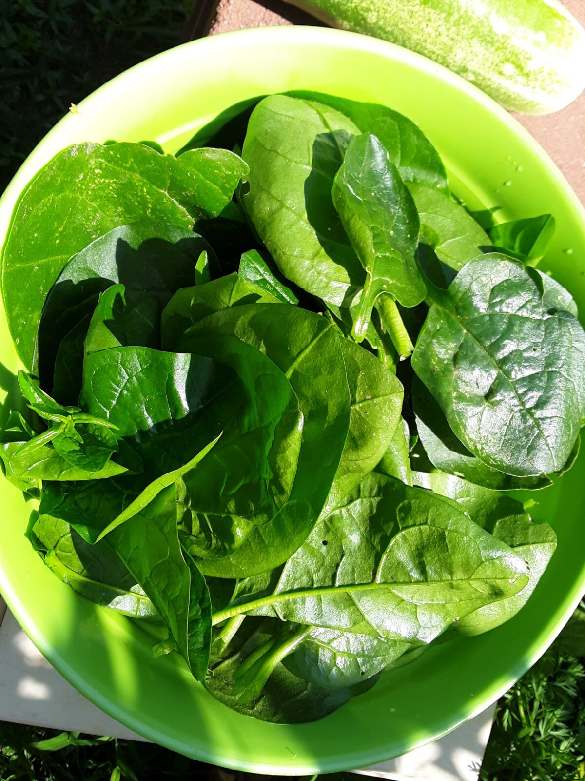 25+Green Malabar Spinach seeds(Asian spinach, MongToi Mu er cai ,Vine Spinach).