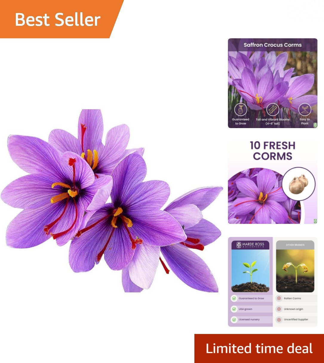 Beautiful Purple Saffron Crocus Corms for Gardens – 10 Count, Perennial Blooms