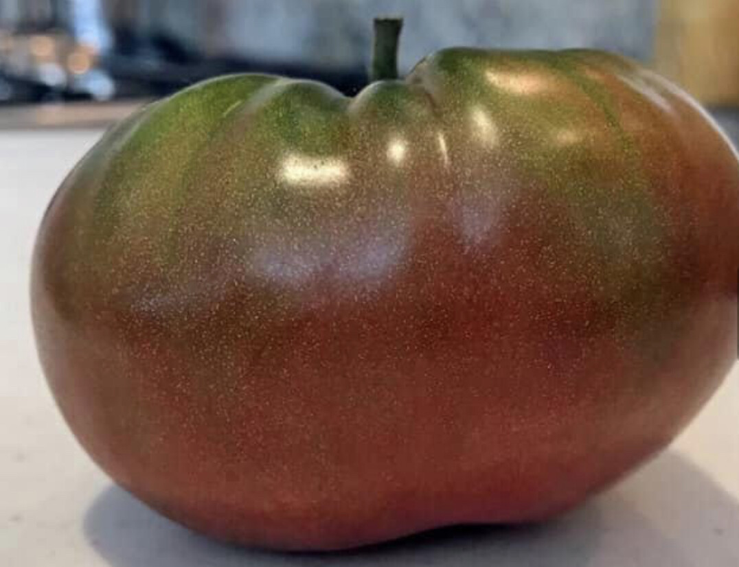 Black Brandywine Tomato (Regular Leaf) Seeds | Heirloom | Organic