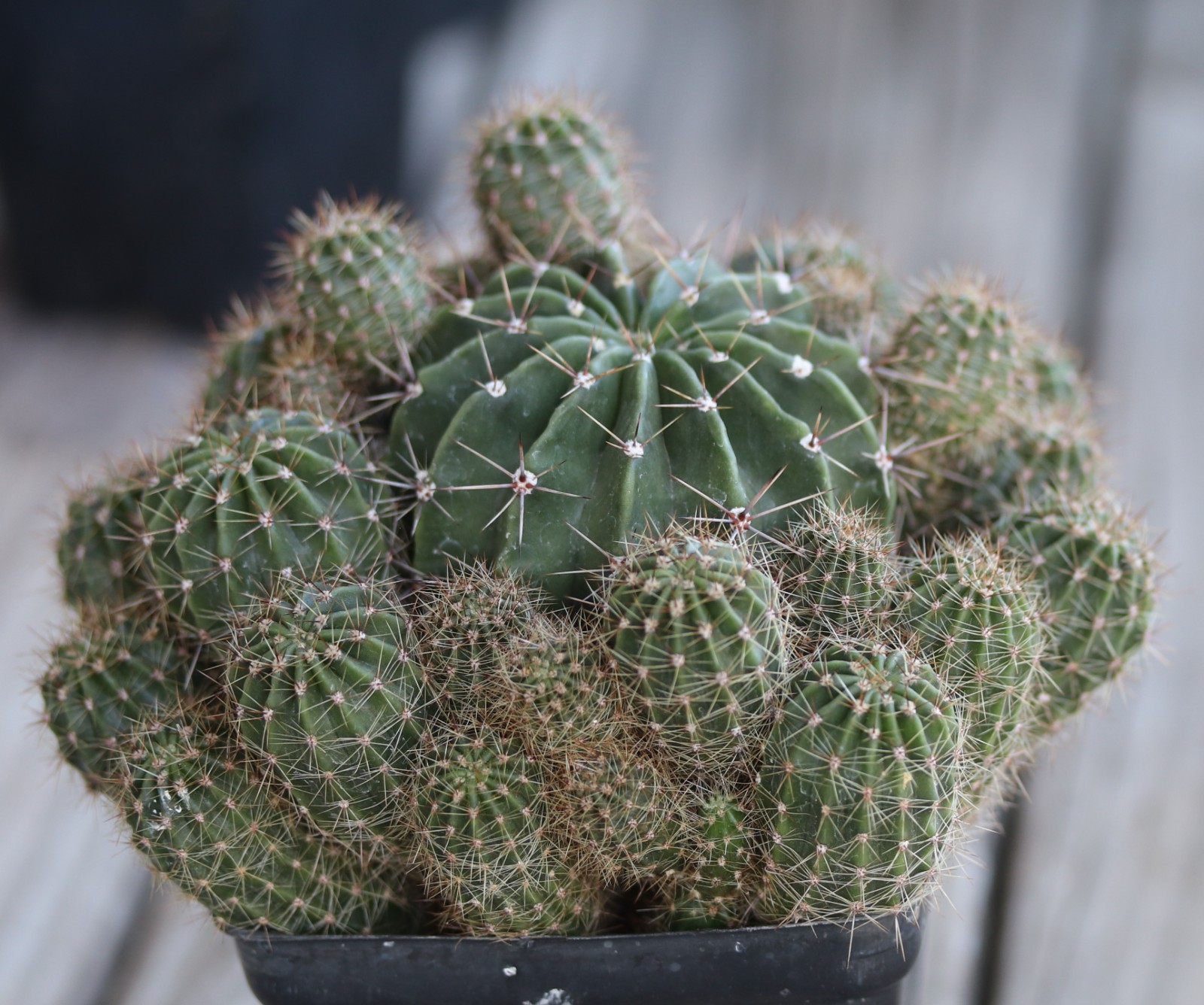Echinopsis oxygona