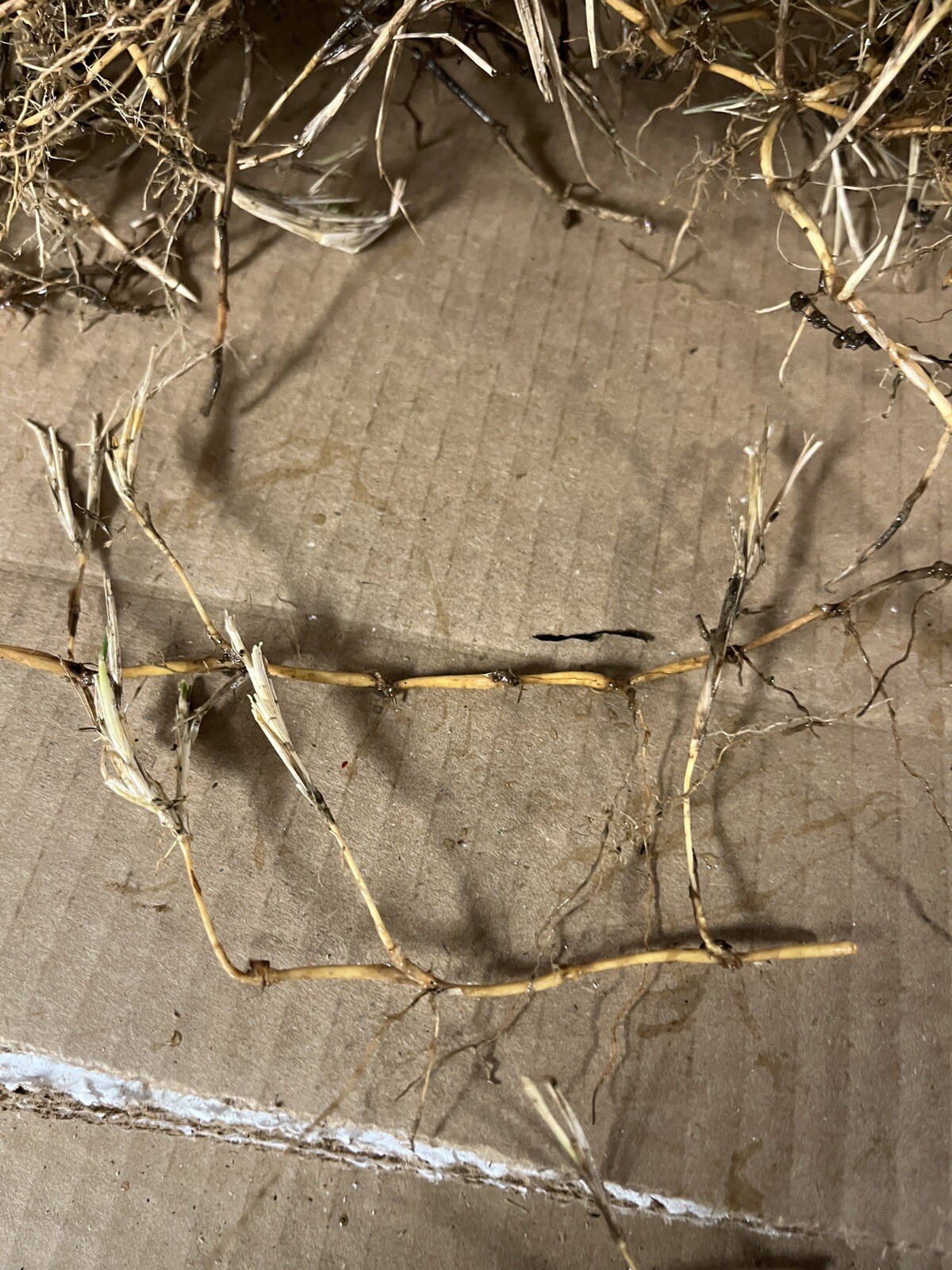 Dormant Zoysia grass handfull of rhizomes/stolones good for 10-15 plugs or more