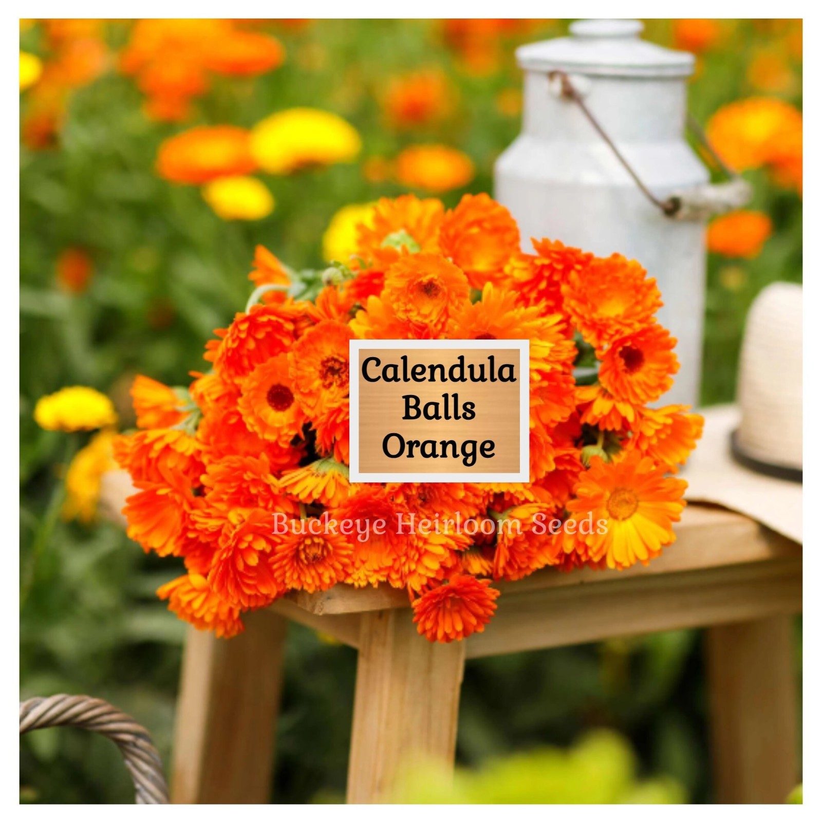 Calendula Flower Seeds – Ball’s Orange – 50 Healing Herb Seeds – Edible