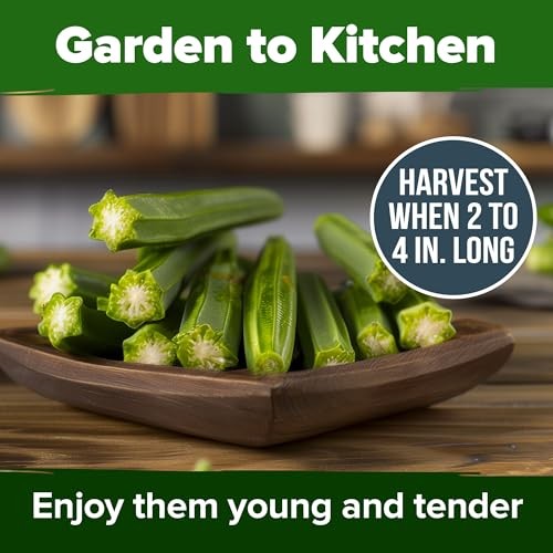 Clemson Spineless Seeds 101+ Heirloom Non-GMO Vegetable Seeds for Okra