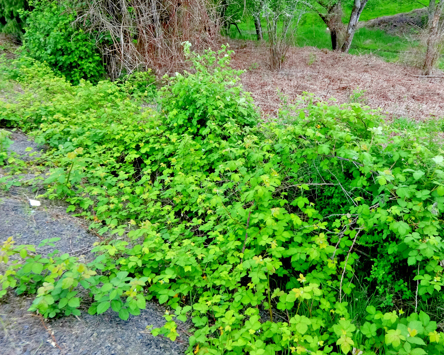 20 CALIFORNIA PACIFIC TRAILING BLACKBERRY SEEDS Rubus Ursinus Hardy Fruit Vine
