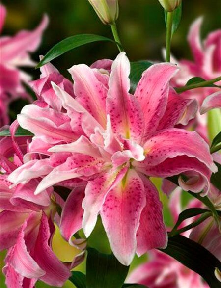 Oriental Lily DISTANT DRUM Double ( 1 ) Bulb * Deliciously Fragrant Scent
