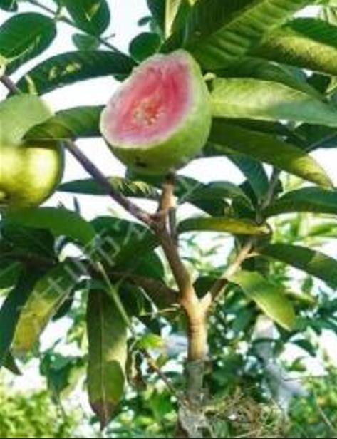20 Pink pearl guava SEEDS