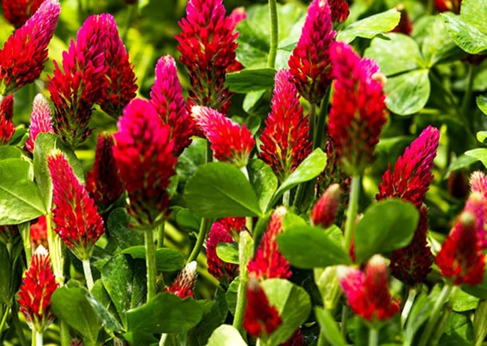 Crimson Clover Premium Non GMO Organic Cover Crop Seeds 1 Pound Pack