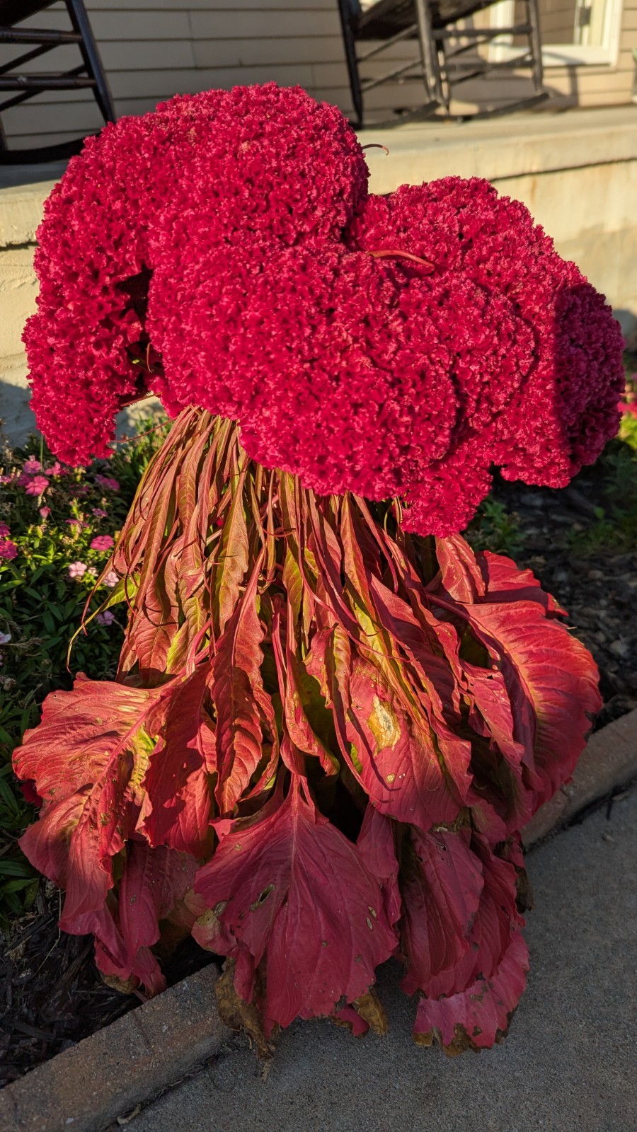 200+ Heirloom Giant Cockscomb seeds Magenta Celosia seeds Flower Seeds