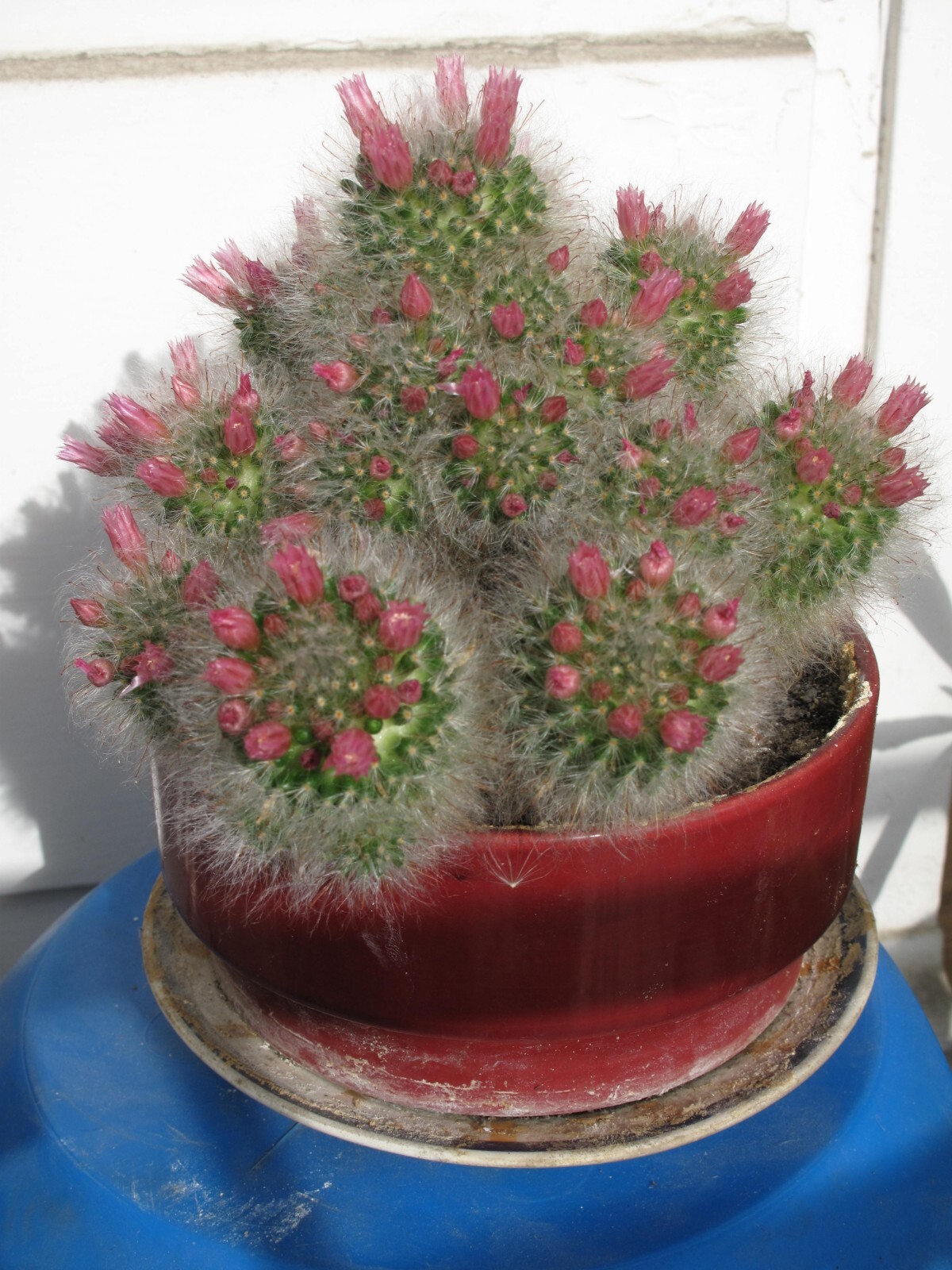 Mammillaria bocasana 25 Seeds – Powder Puff Pincushion