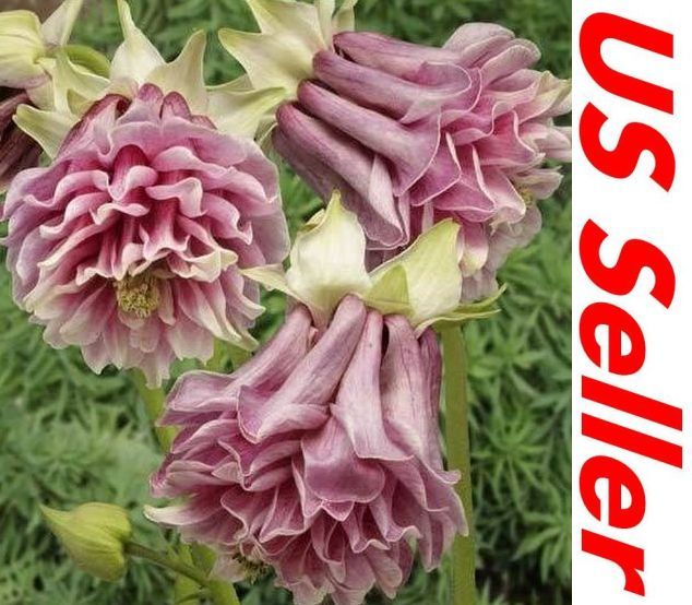 33+ Seeds PINK PETTICOAT COLUMBINE AQUILEGIA FLOWER B91, PERENNIAL US Seller