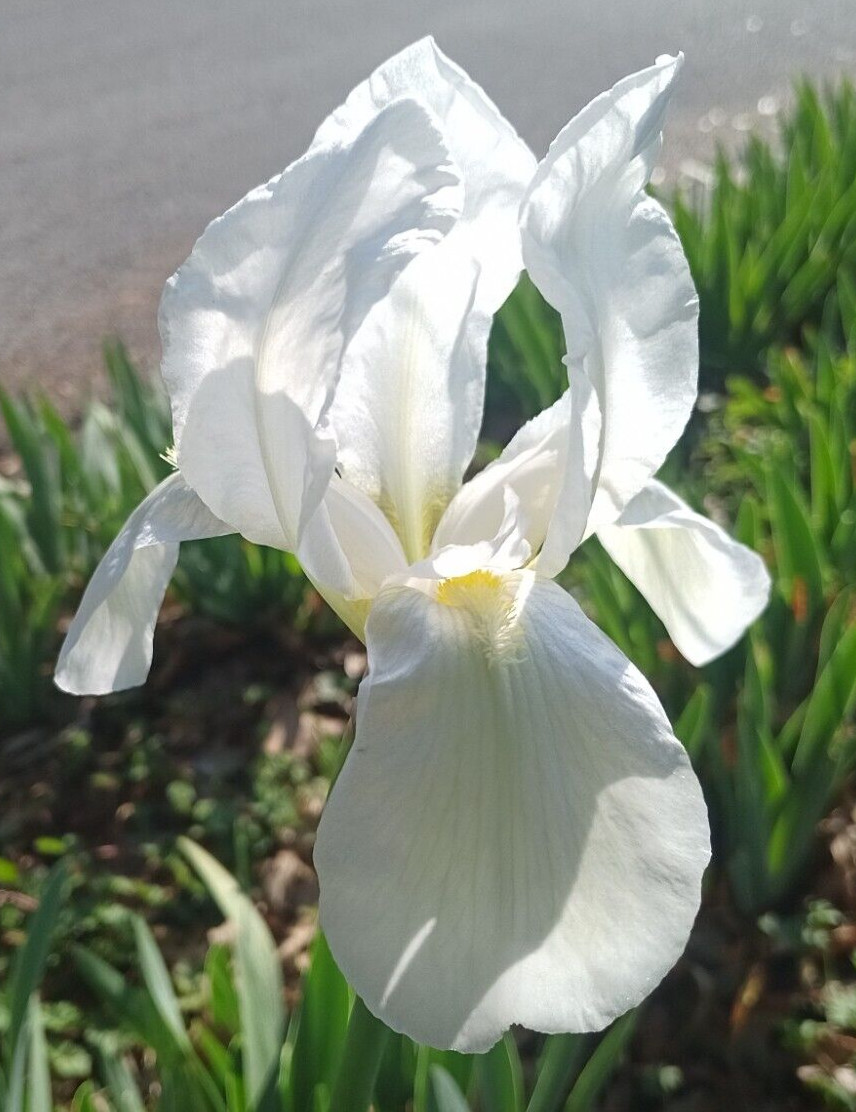 (10) WHITE TALL BEARDED IRIS RHIZOME LIVE ROOT GARDEN PLANTS LOVE SPRING FLOWERS