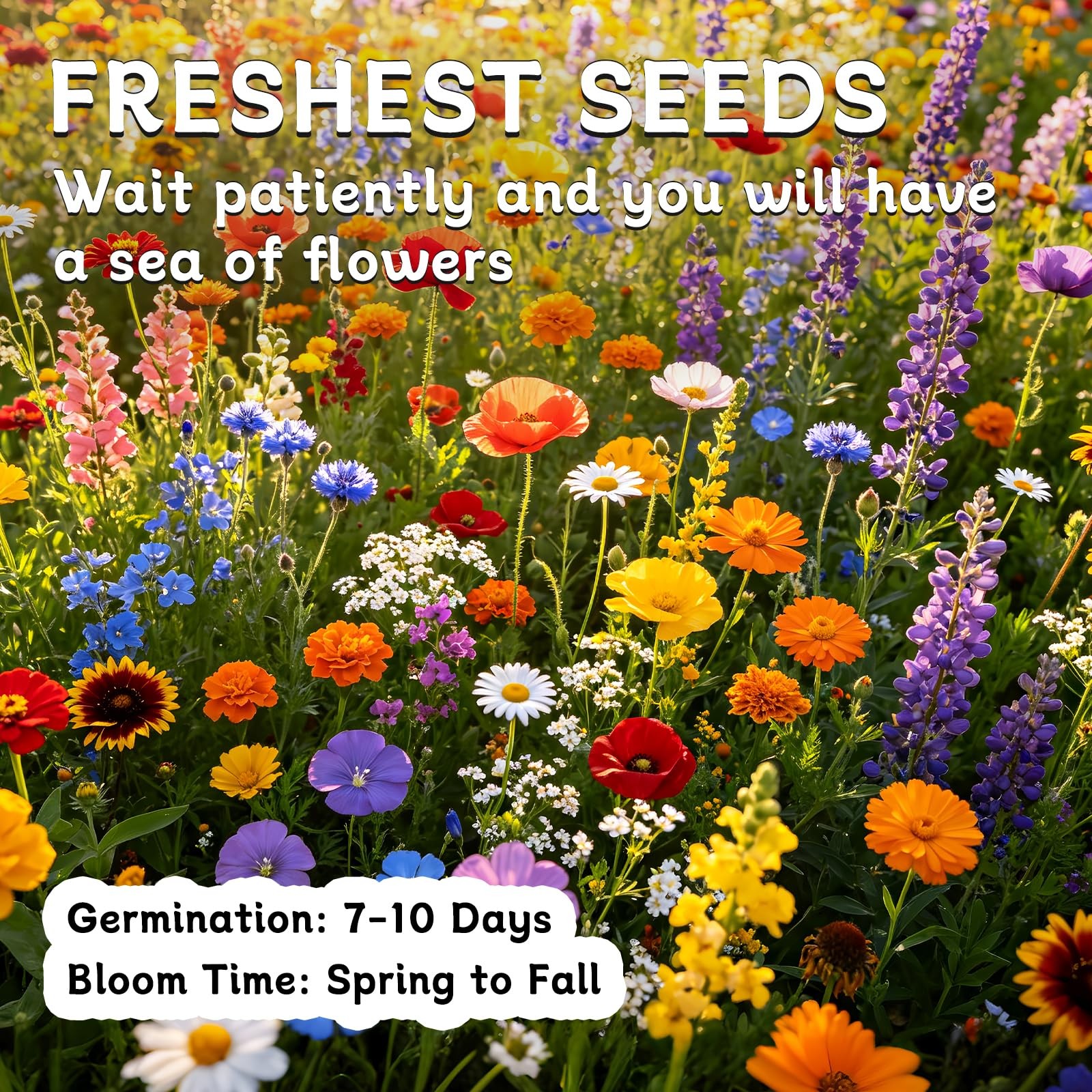 Wildflower Seeds 16 Varieties Annual Perennial Pollinator Garden Flower 2 Oz Mix