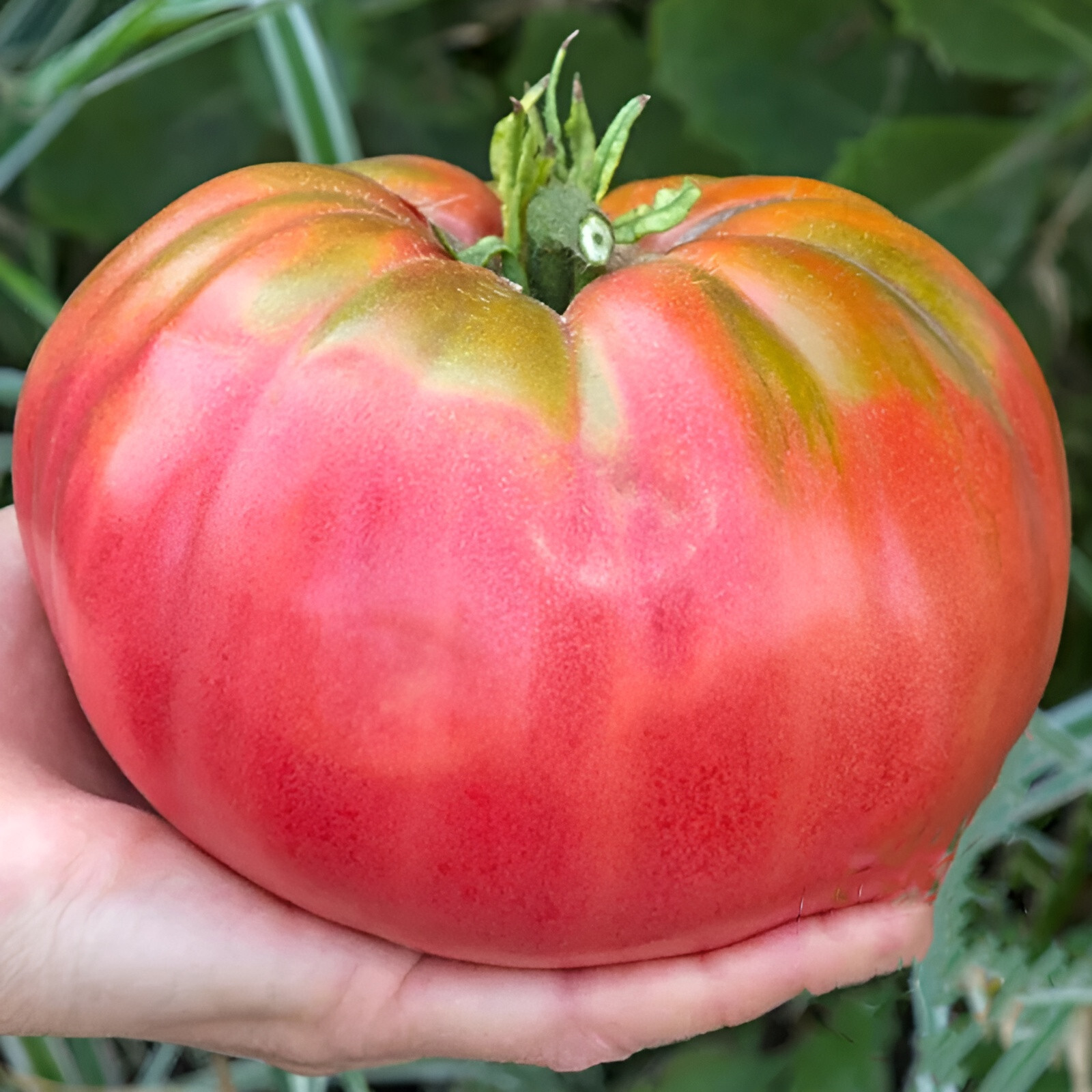 100 Heirloom Giant Pink Belgium Tomato Seeds – Huge Pink Tomato Up to 2lbs