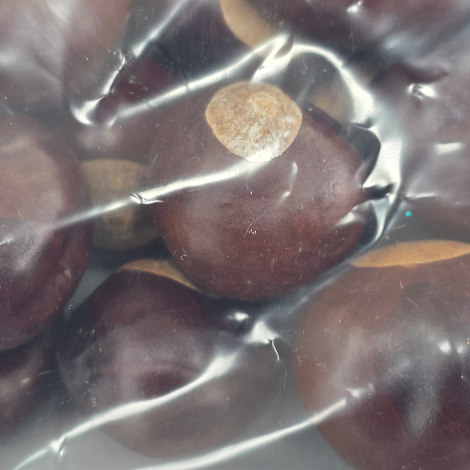 101 Ohio Buckeye Seed Buckeye Nuts Natural Buckeye Nut Make a Necklace