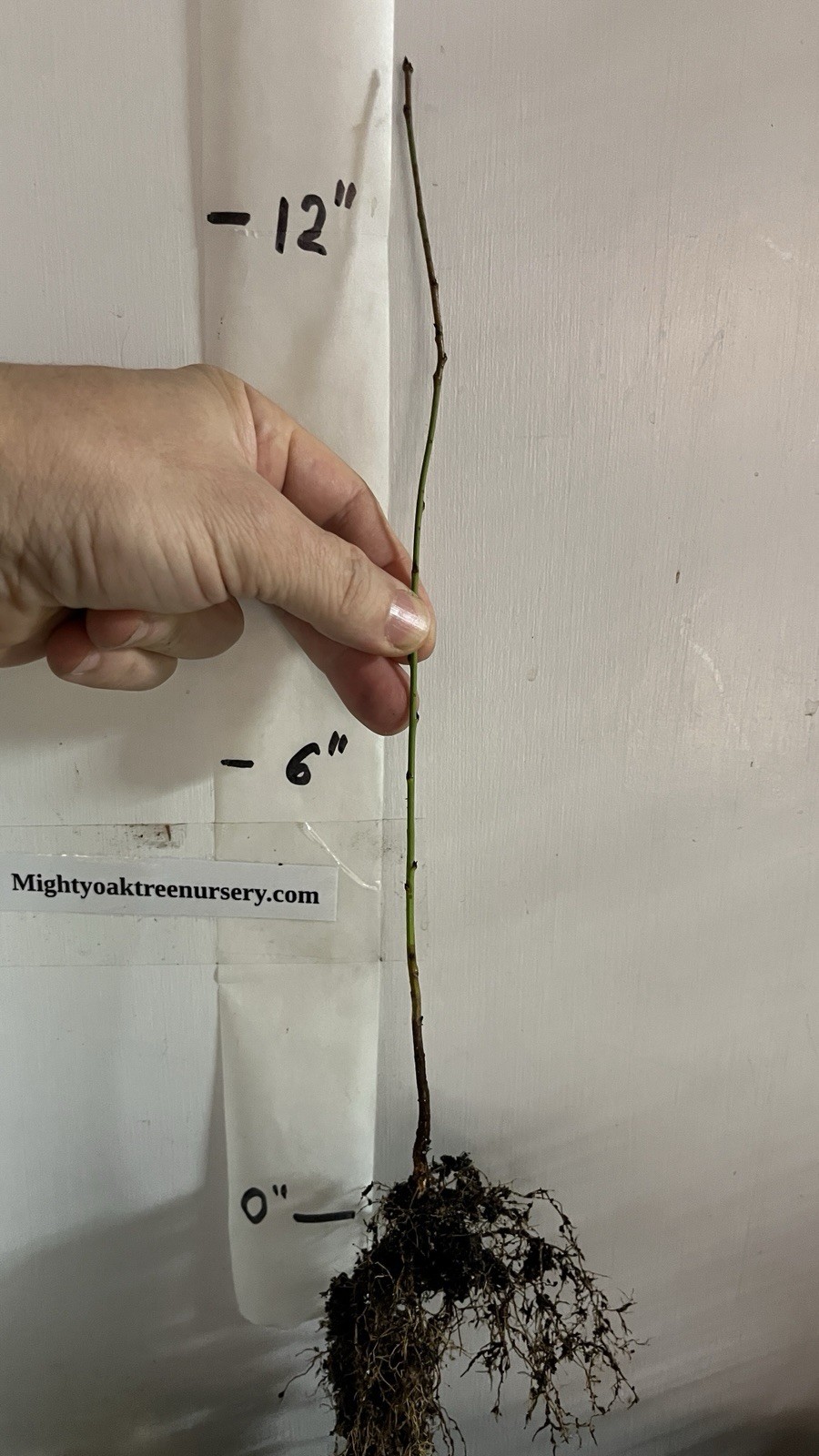 Elberta Peach seedling, live 1-2 y.o. plant, Bare root 14-16 inches tall
