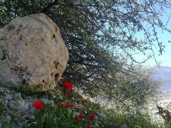 Papaver rhoeas | Corn or Flander’s Poppy | 200 Seeds