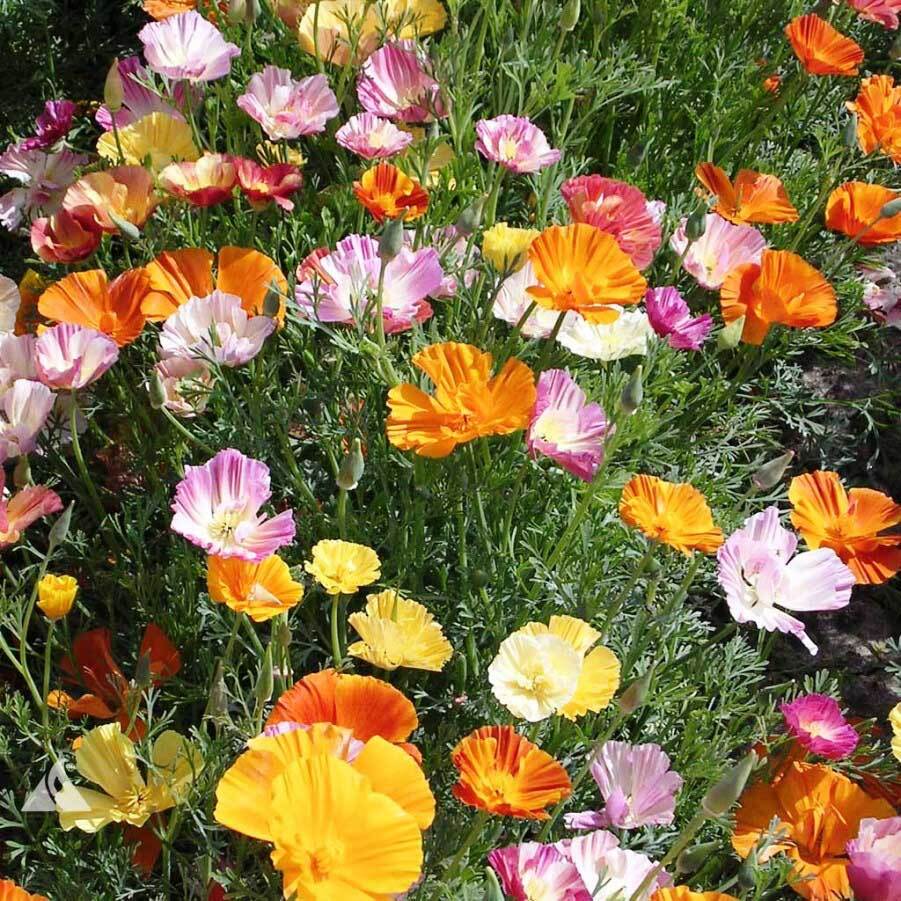 Ballerina Mix California Poppy Seeds | Heirloom / Non-GMO | Free Shipping | 1226