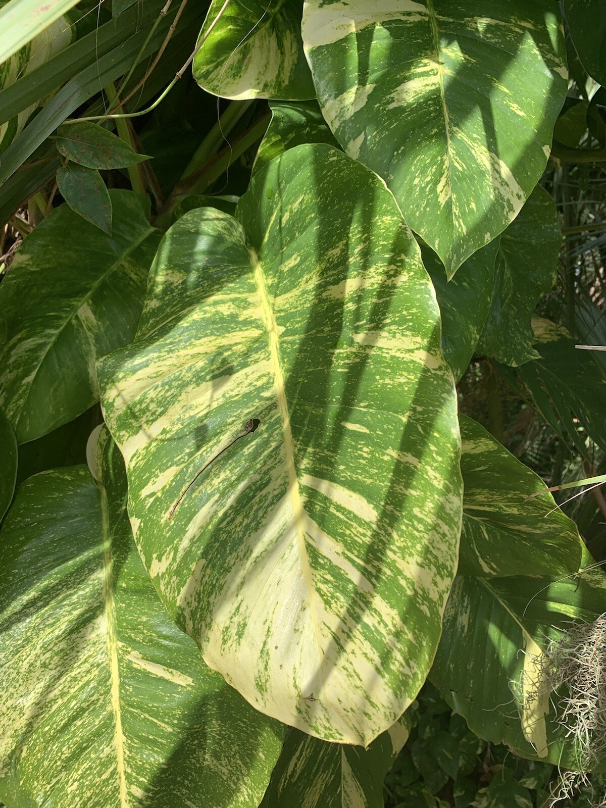 Variegated Giant Golden Pothos, well rooted plant shipped in container with soil