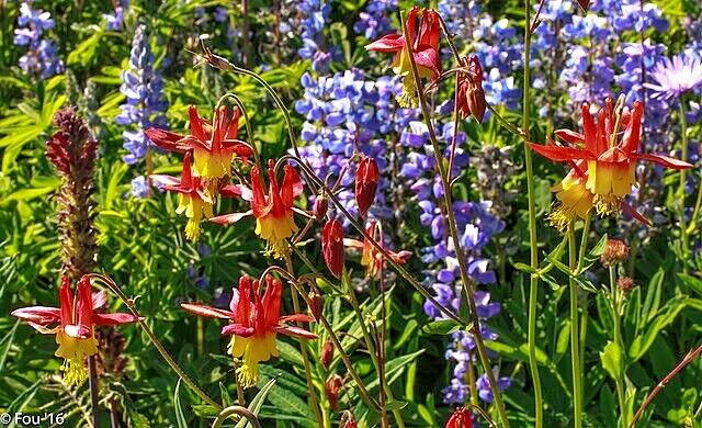 WESTERN RED COLUMBINE, 200 SEEDS, AQUILEGIA FORMOSA, SITKA COLUMBINE