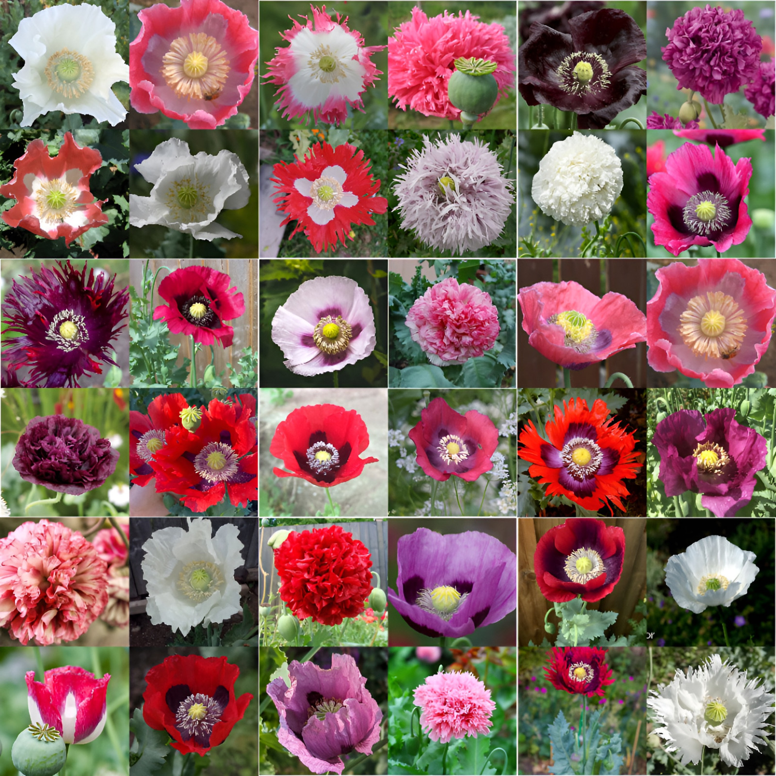 3,000 Seeds – 35 Variety Poppy Seed Mix – P. Somniferum – Amazing Variety Mix