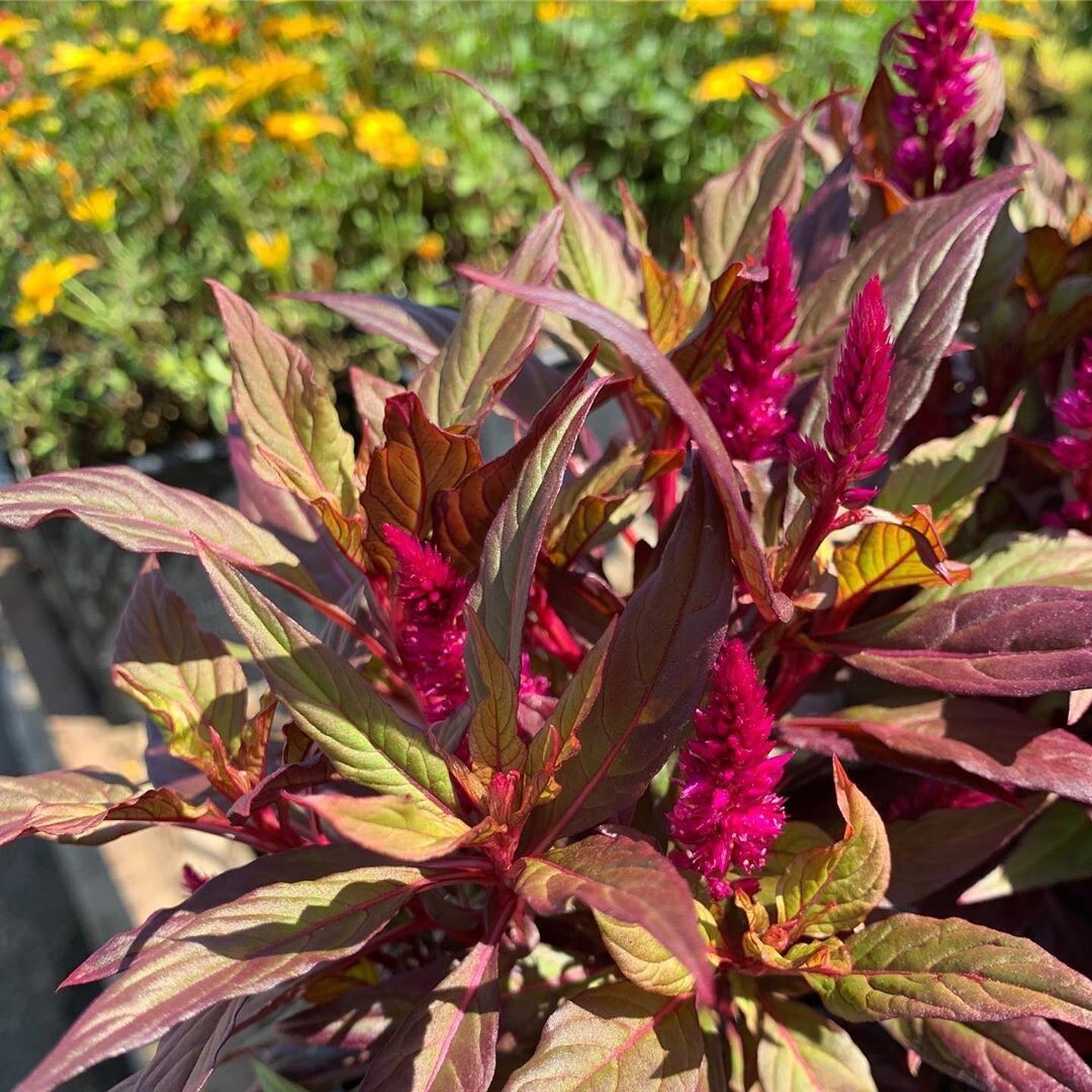 Red Garnet Amaranth MICROGREEN Herb Sprouting Seeds | Non-GMO Garden Seeds