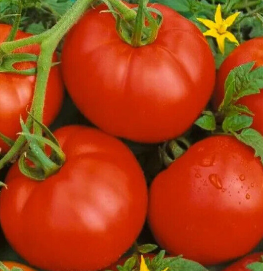 BONNY BEST TOMATO SEEDS 100+ indeterminate VEGETABLE garden PLANTS sauce SALADS