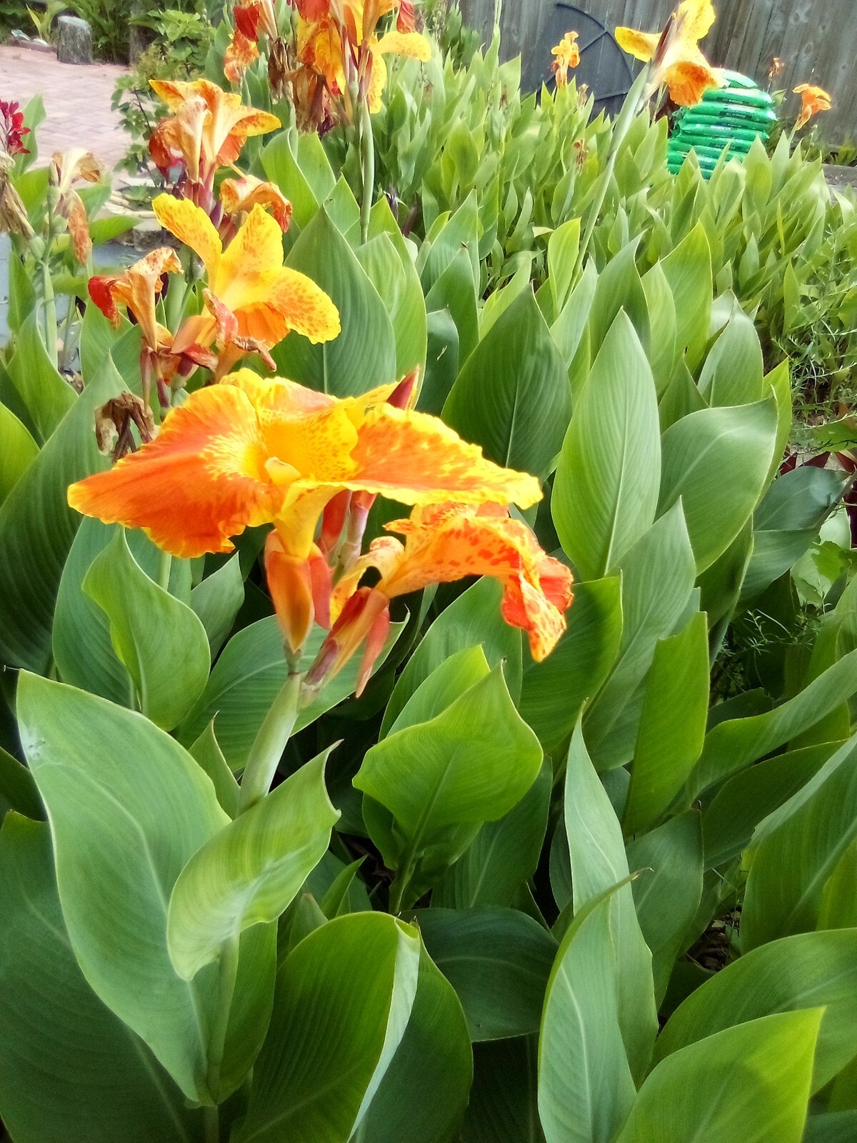 Yellow & Orange Canna Lily Bulbs.(50) Bulbos de Coyol Amarillos Con Anaranjado.