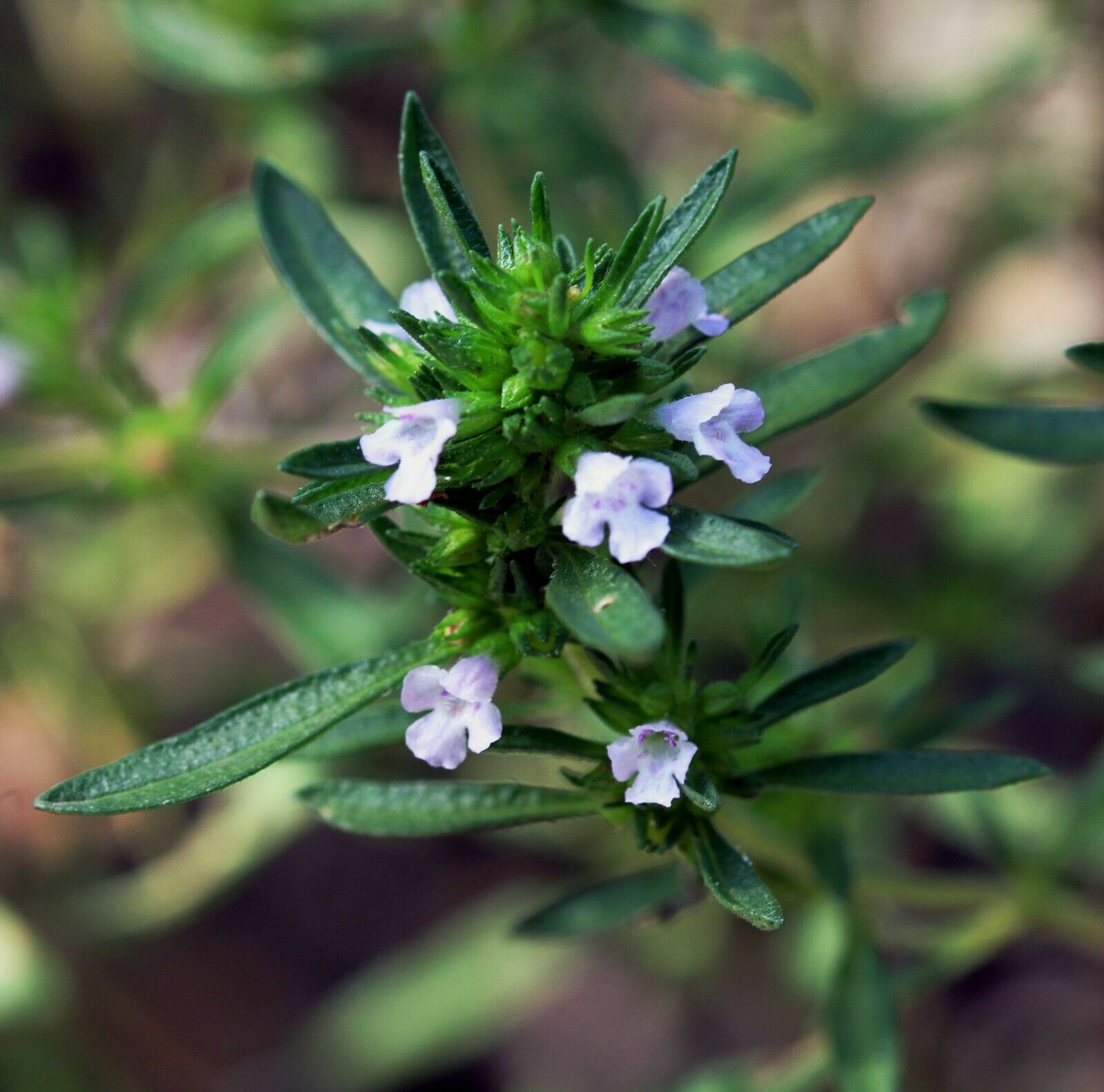 SCARBOROUGH SEEDS SUMMER SAVORY – 500 Seeds – Herb Non GMO Open Pollinated USA