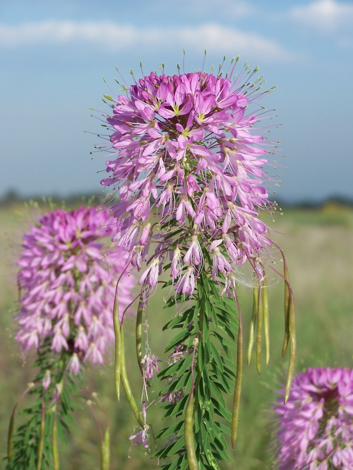 Rocky Mountain Bee Plant Seeds California Native Flower Cleome Serrulata