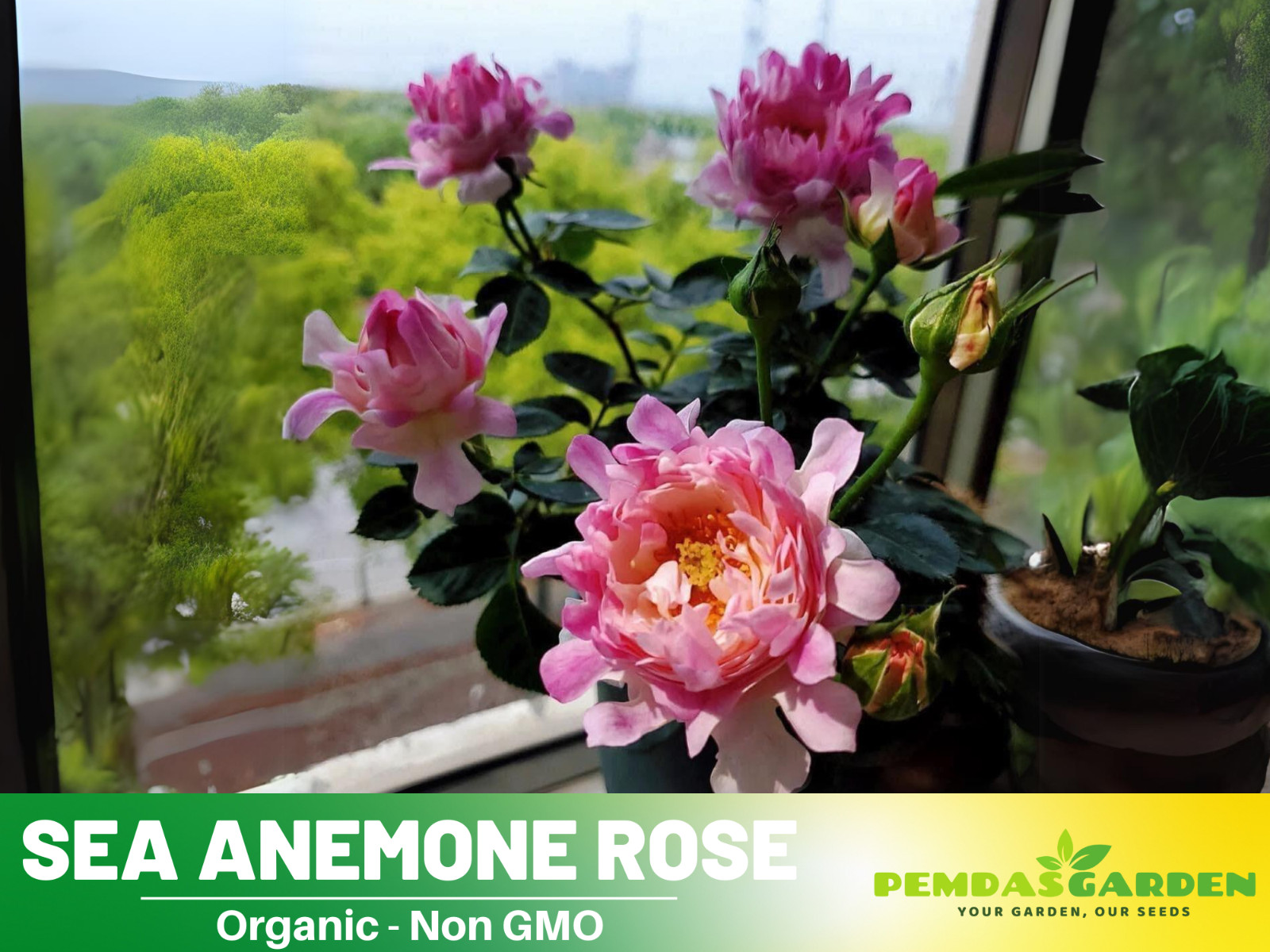 30+ Seeds| Sea Anemone Perennial Rose Seeds