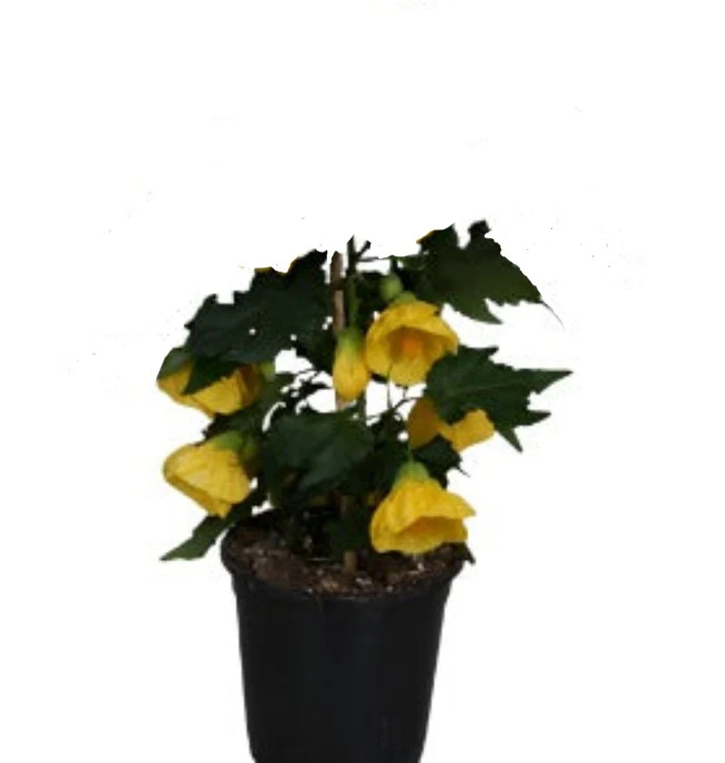 Abutilon Yellow 4 inches Plant Lantern Lantern Bulbs Flower Mable Chinese Live