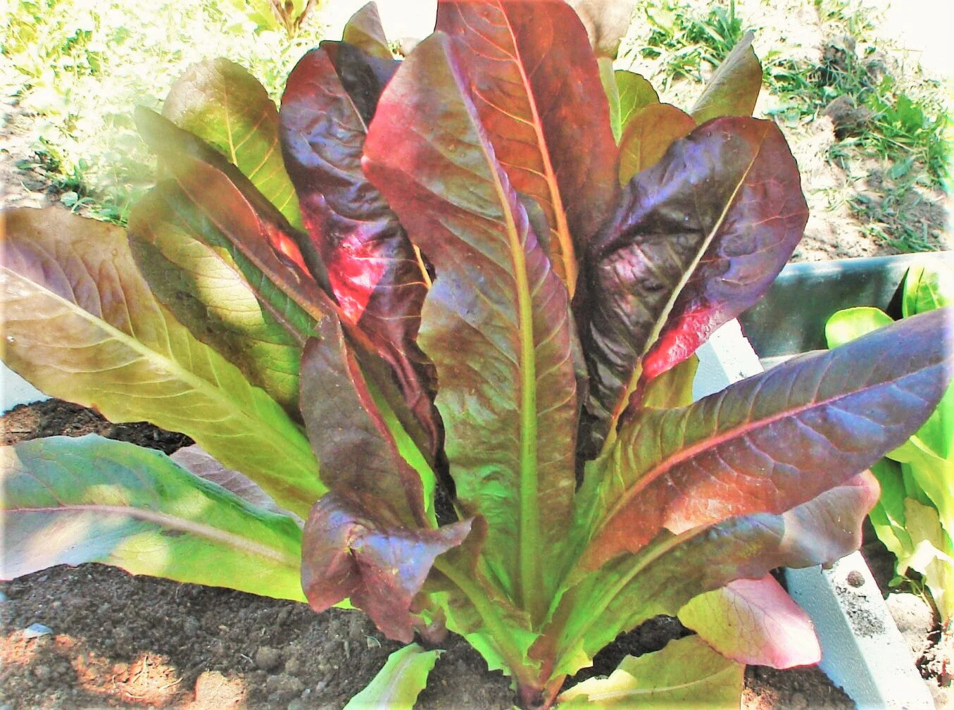 Cimmaron Red Romaine Lettuce Seeds | Lactuca Cos Leaf Green Vegetable Seed 2024