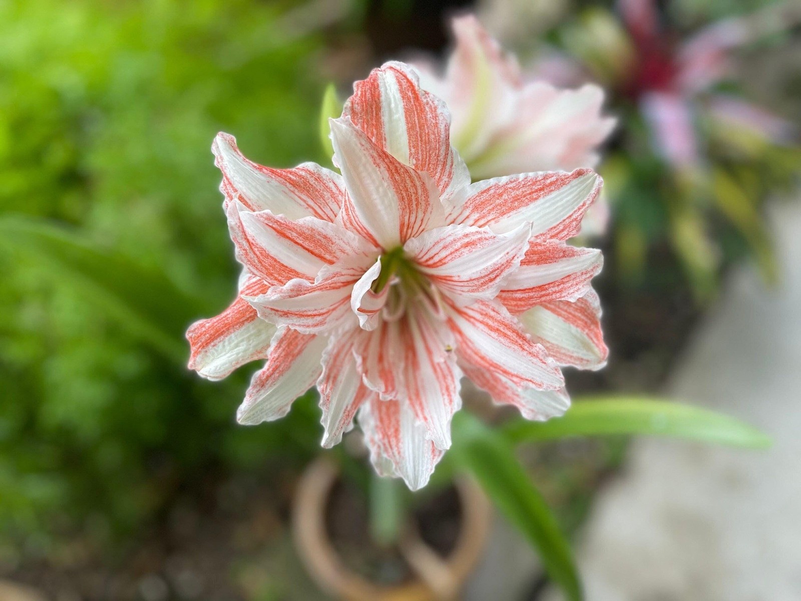 Jumbo Amaryllis DANCING QUEEN 34/36 centimeters – US Seller
