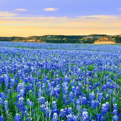 1000+ Texas Bluebonnet Seeds for Planting – Annual Lupinus Texensis, Heirloom