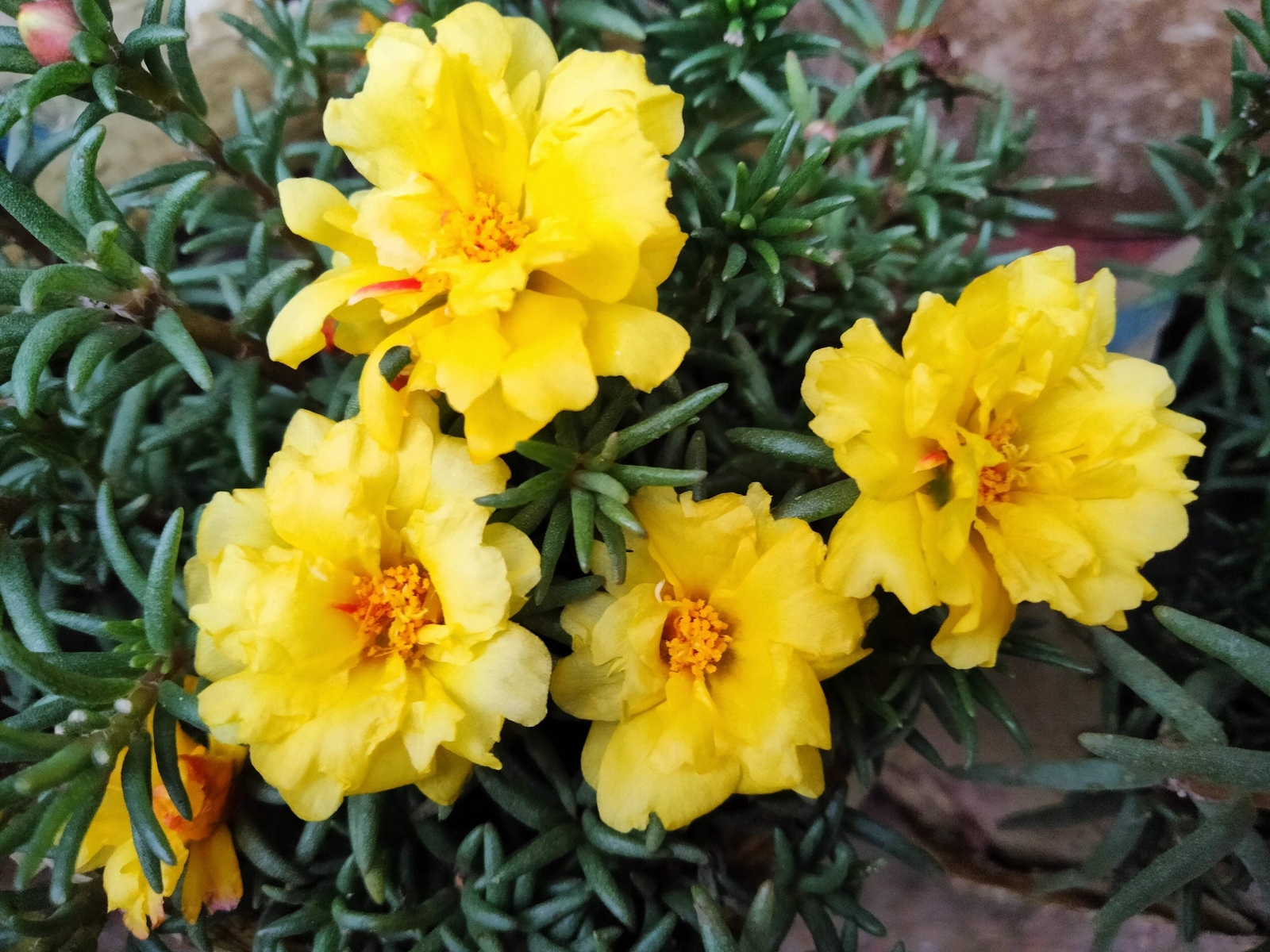 100 YELLOW PORTULACA Grandiflora / MOSS ROSE Gold Flower Seeds *Comb S/H
