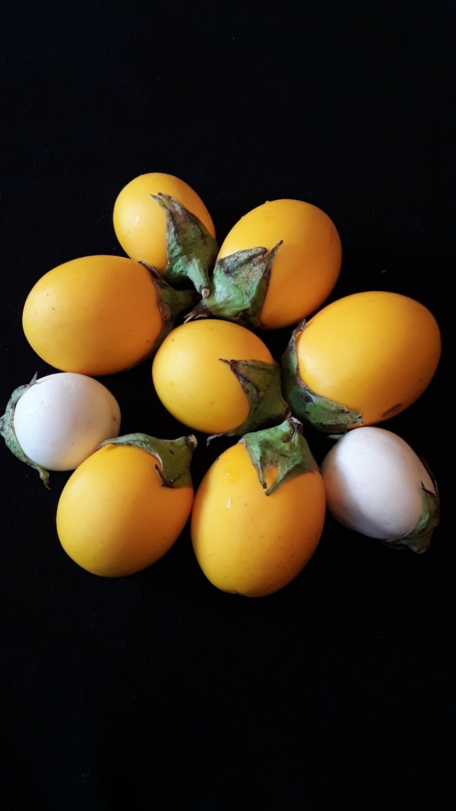 50 Golden Eggplant Seeds Melongena Ornamental and Edible