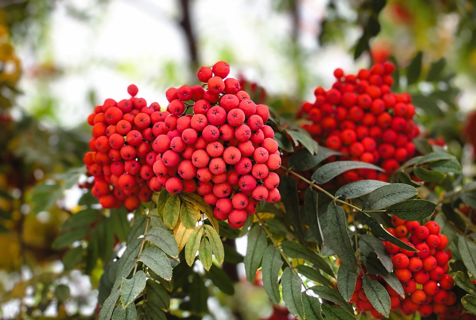 20 ASH TREE Mountain / Amur / Rowan – Sorbus Aucuparia Seeds