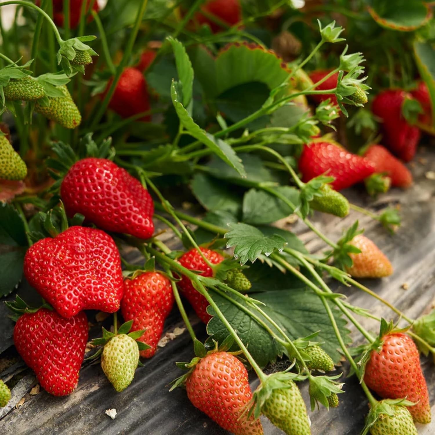 Attract Pollinators with 2000+ Non-GMO Strawberry Seeds – Perfect for Gardens