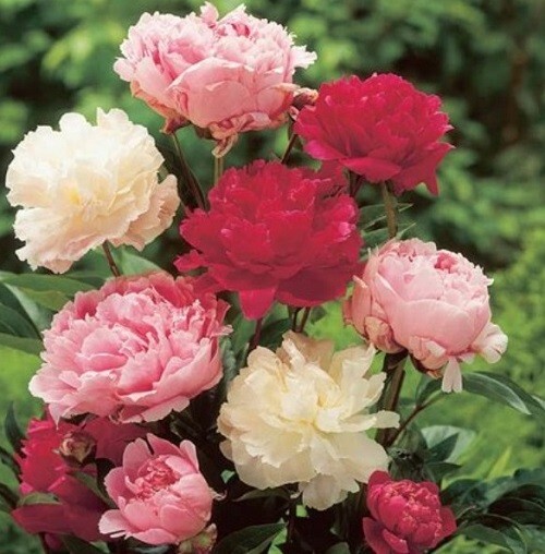 Peony Poppy Seeds Doubles Mixed Colors 5,000 Seeds For Growing Giant Poppies!