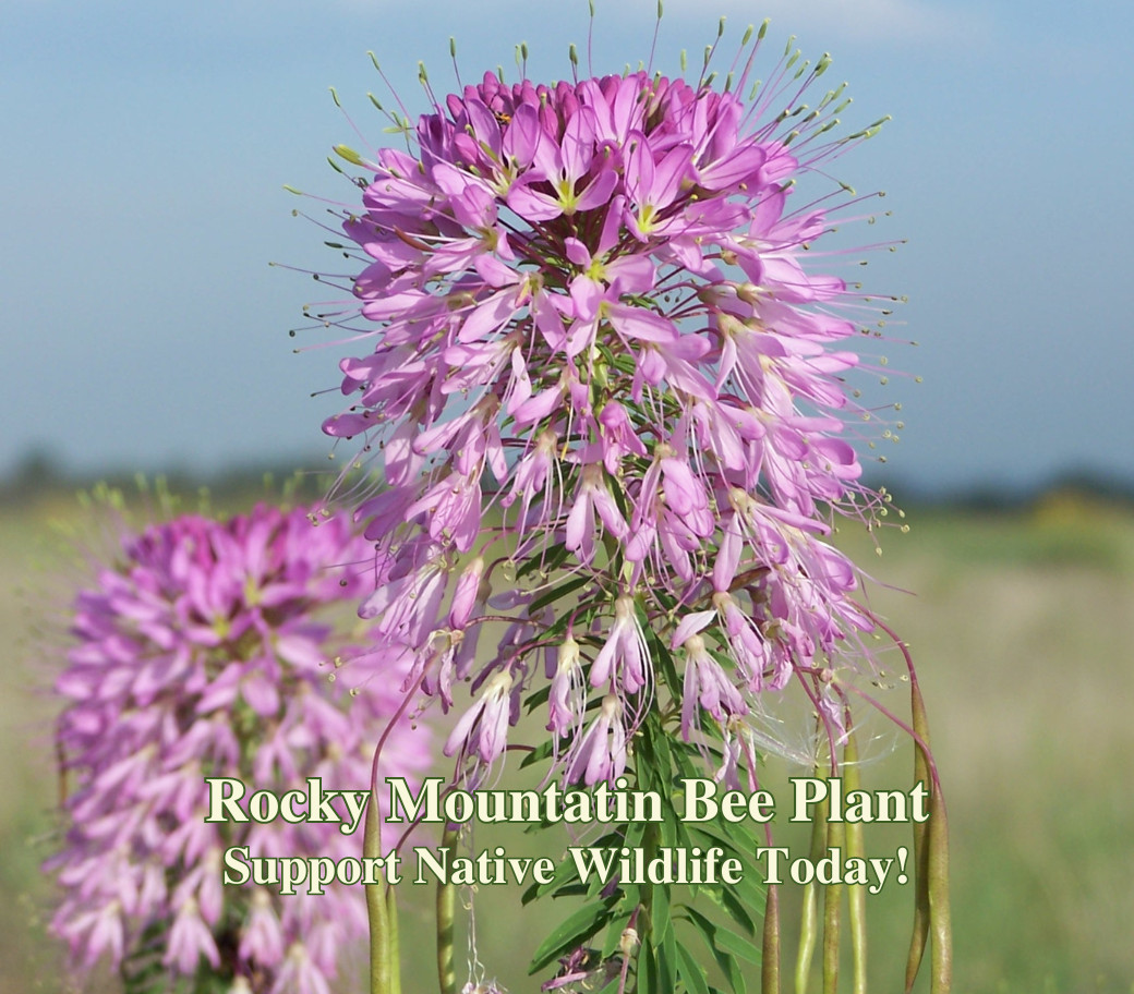 Rocky Mountain Bee Plant Seeds California Native Flower Cleome Serrulata