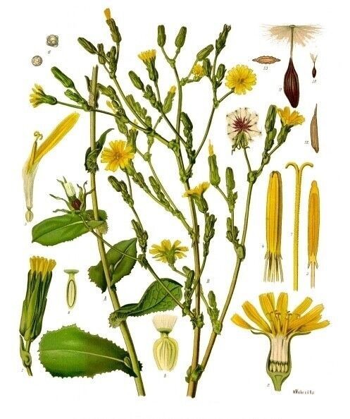 Wild Lettuce Seeds – Lactuca serriola – Prickly Lettuce Herb – 10 25 50 100 Pack