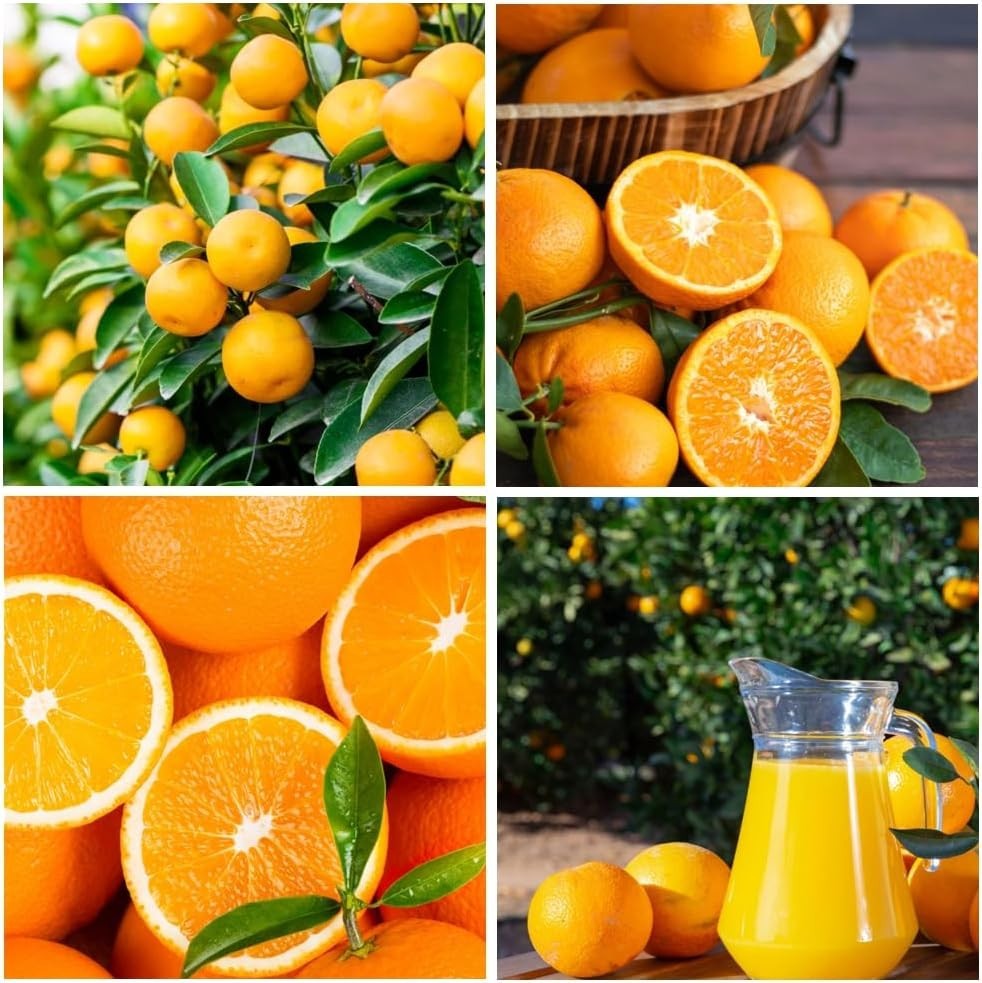 15+ Navel Orange Seeds Non GMO Heirloom Fruit Tree Planting
