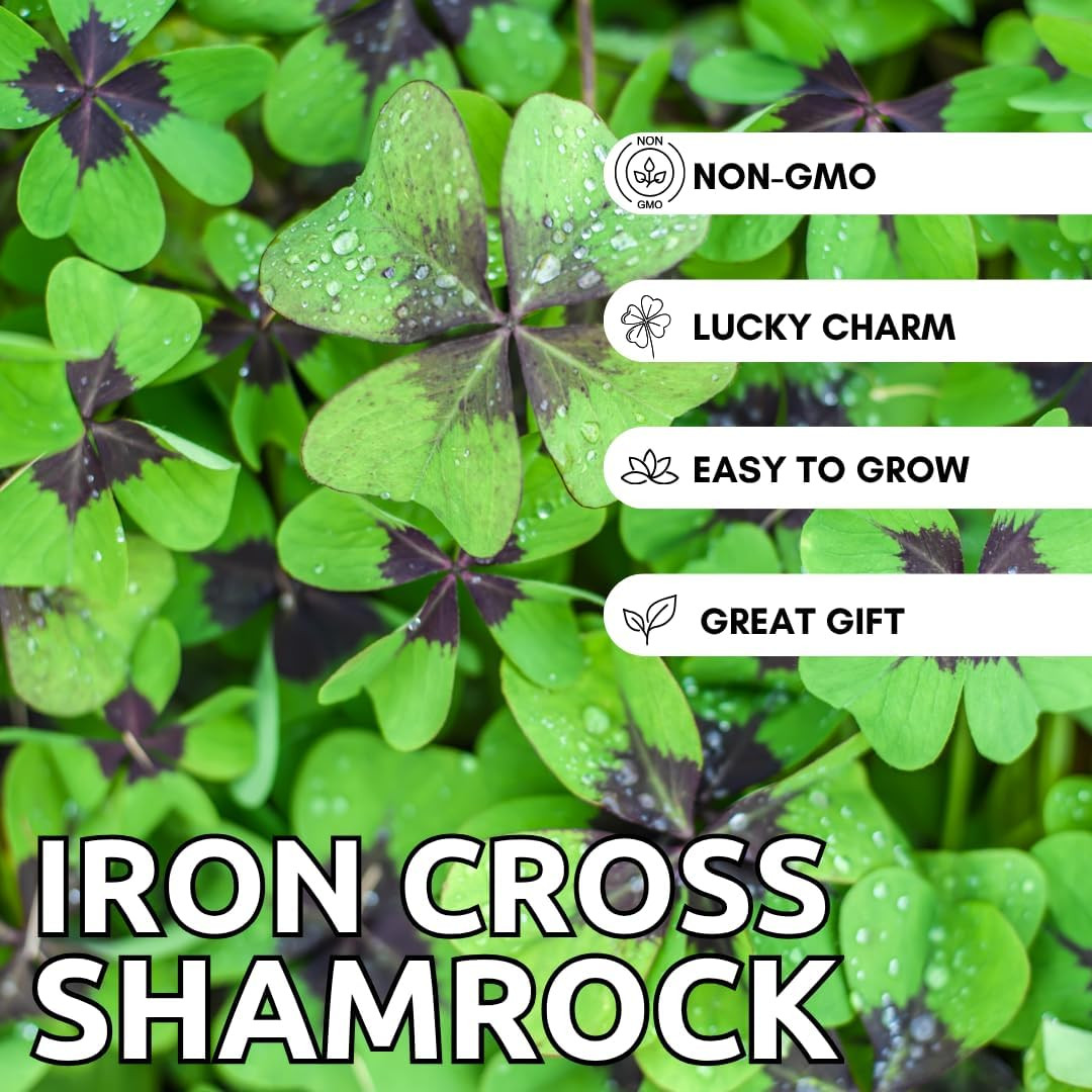 Iron Cross Shamrock Bulbs for Planting – Fast Growing Year round Color Indoors o