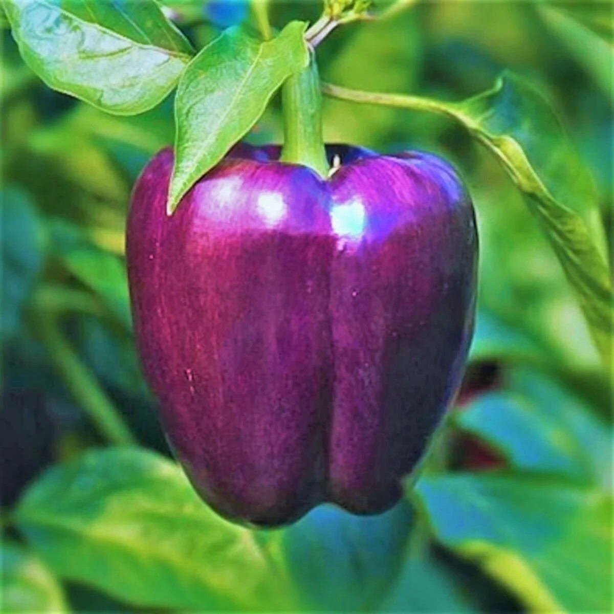 Purple Beauty Bell Pepper Seeds Organic Heirloom Non GMO Vegetable Seeds