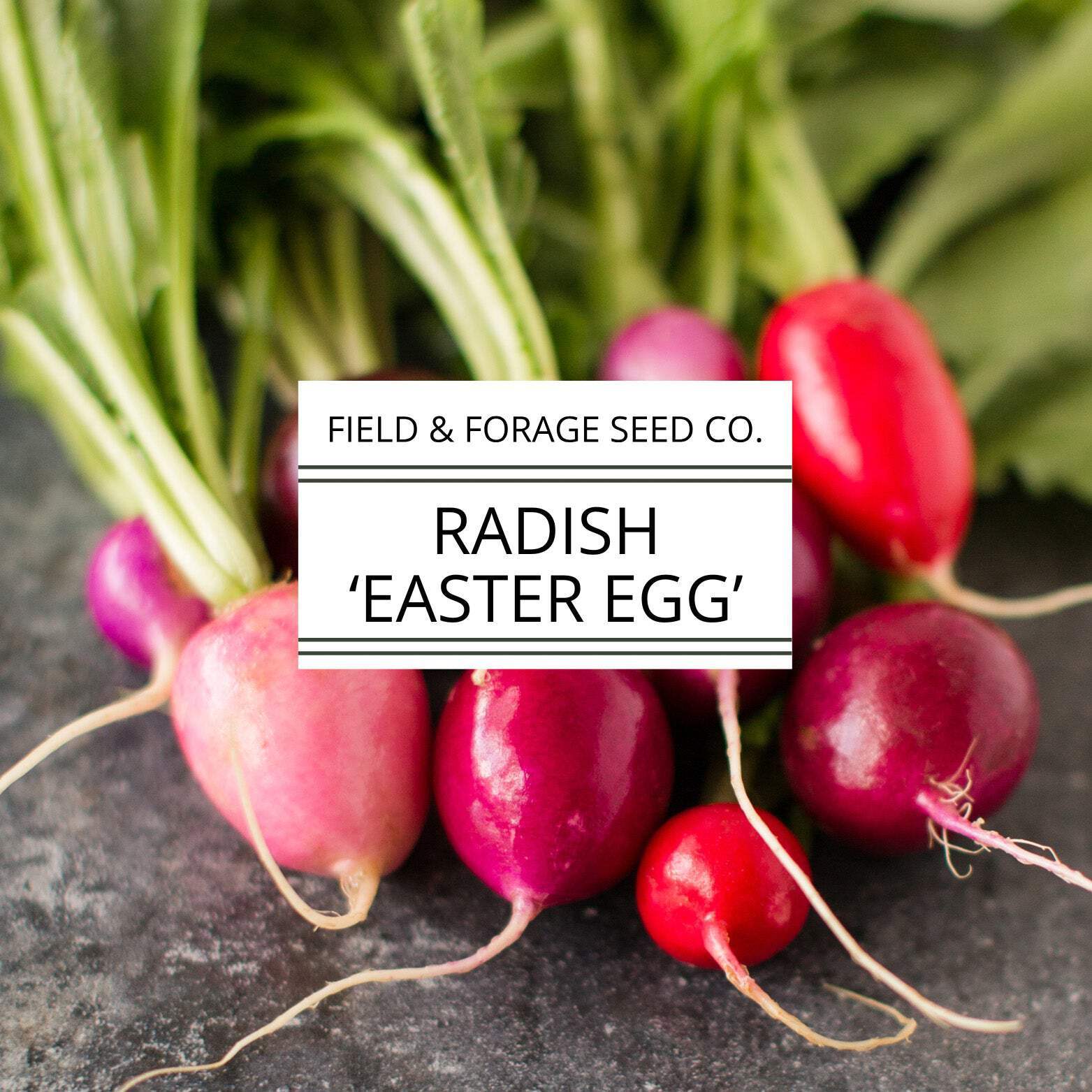 Radish ‘Easter Egg’ | Raphanus sativus | Heirloom | Non-GMO | 200 Seeds