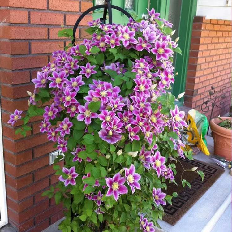 20 EXOTIC RARE CLEMATIS SEEDS garden flower plant vine climber USA SELLER USPS